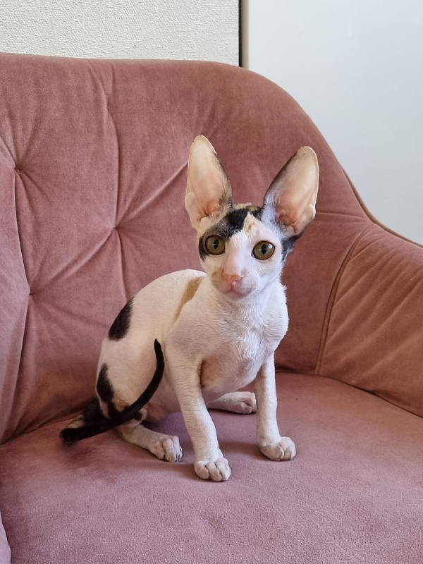 Love Wave Xalisa - Kitten cornish rex 4 months 1 week