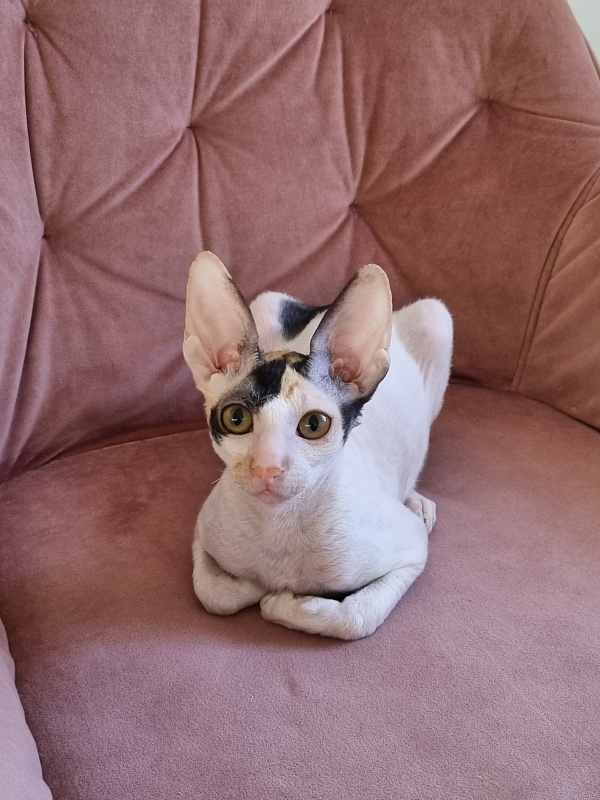 Love Wave Xalisa - Kitten cornish rex 4 months 1 week