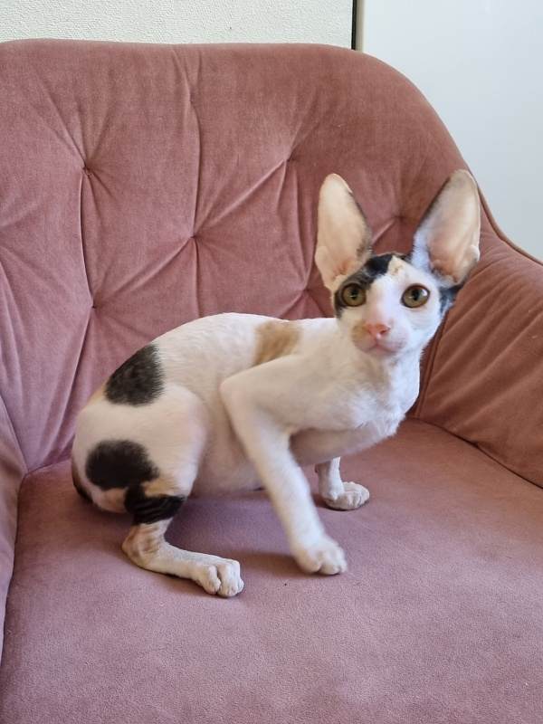 Love Wave Xalisa - Kitten cornish rex 4 months 1 week