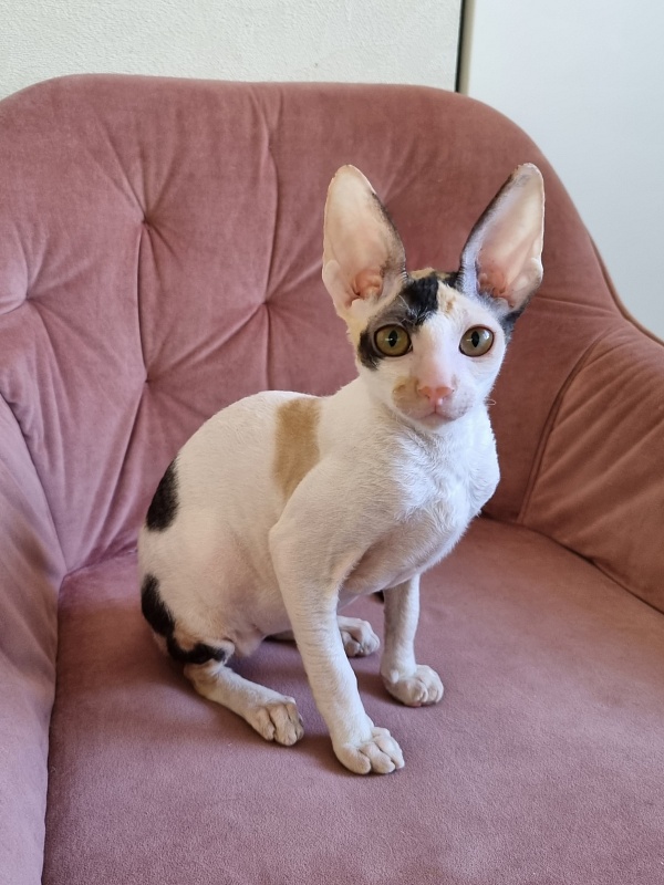 Love Wave Xalisa - Kitten cornish rex 4 months 1 week