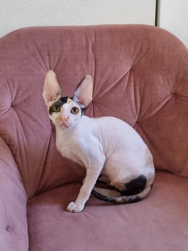 Love Wave Xalisa - Kitten cornish rex 4 months 1 week