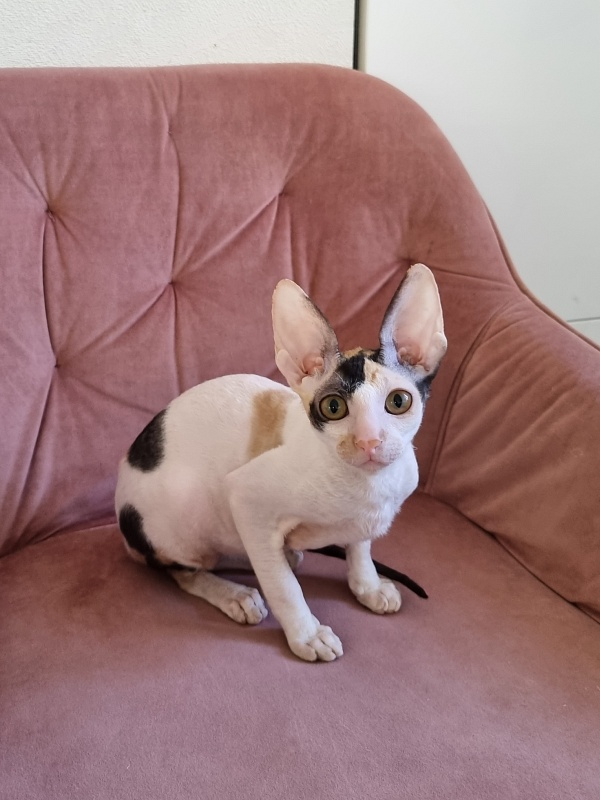 Love Wave Xalisa - Kitten cornish rex 4 months 1 week