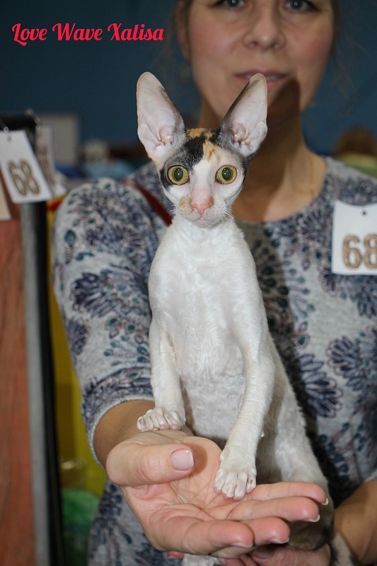 Love Wave Xalisa - Kitten cornish rex 5 months 3.5 weeks