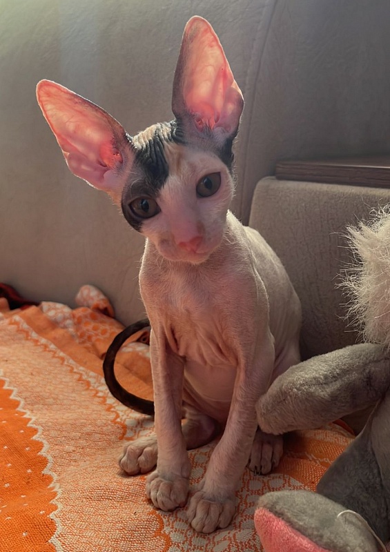 Love Wave Xalisa - Kitten cornish rex 2 months 4 weeks