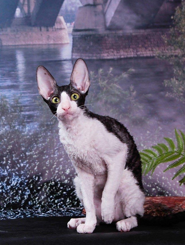 Love Wave Hrabroe Serdce - cornish rex