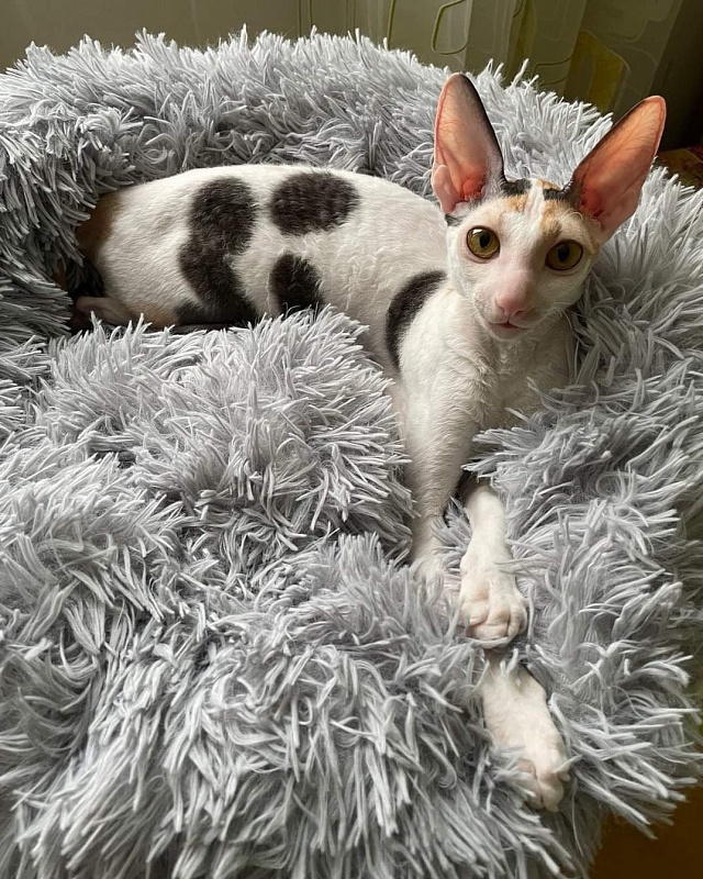 Star Allure's Elige - cornish rex