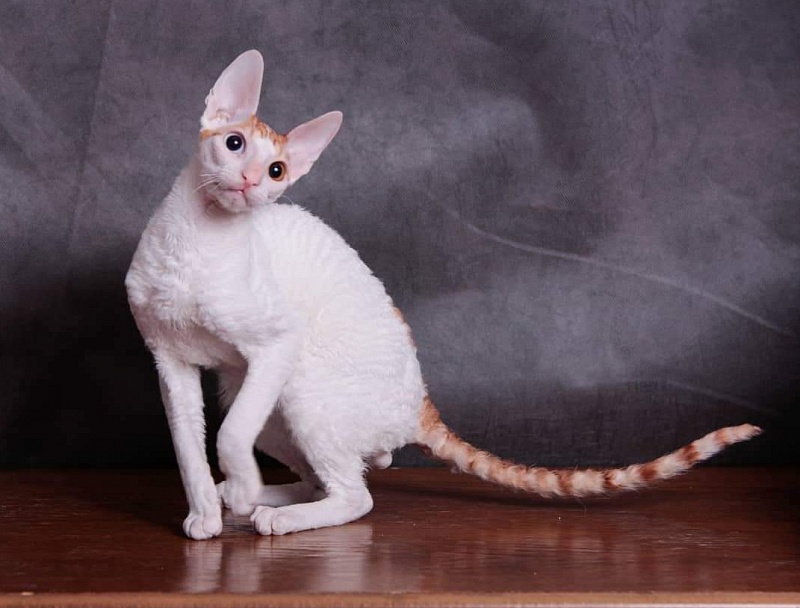 Love Wave Everest - cornish rex