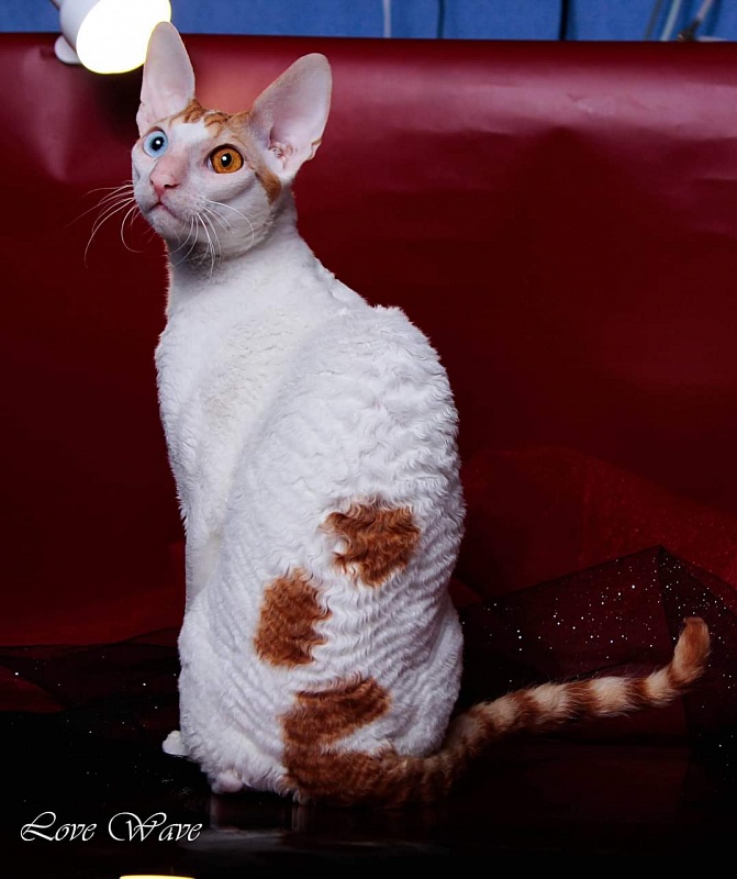 Love Wave Everest - cornish rex