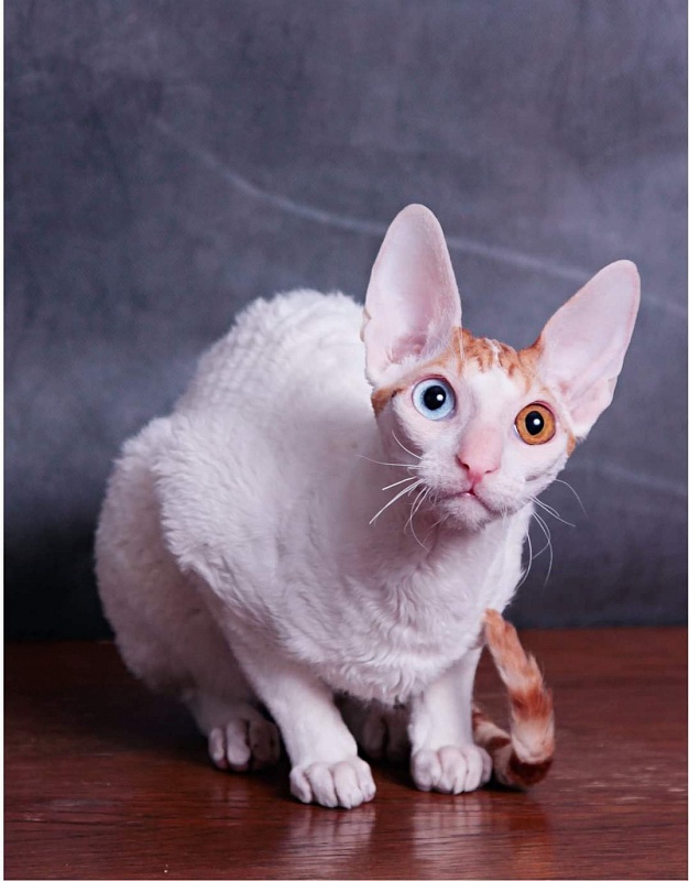 Love Wave Everest - cornish rex