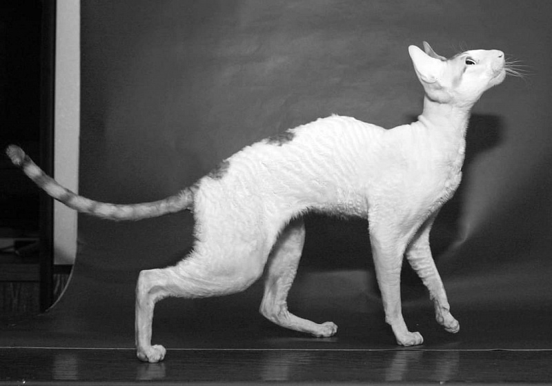 Love Wave Everest - cornish rex