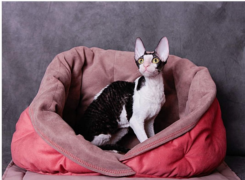 Miv-Sher Grace Glamour - корниш-рекс