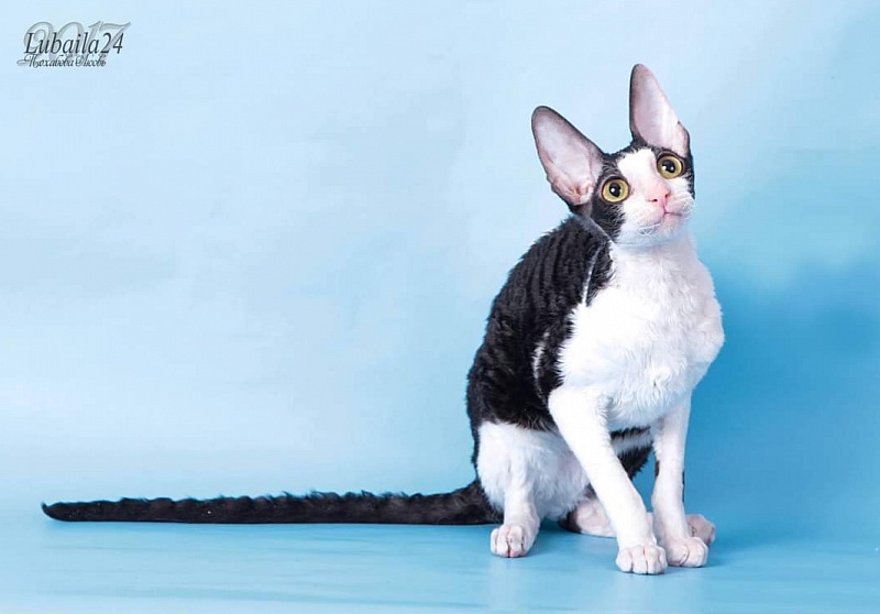 Miv-Sher Grace Glamour - корниш-рекс