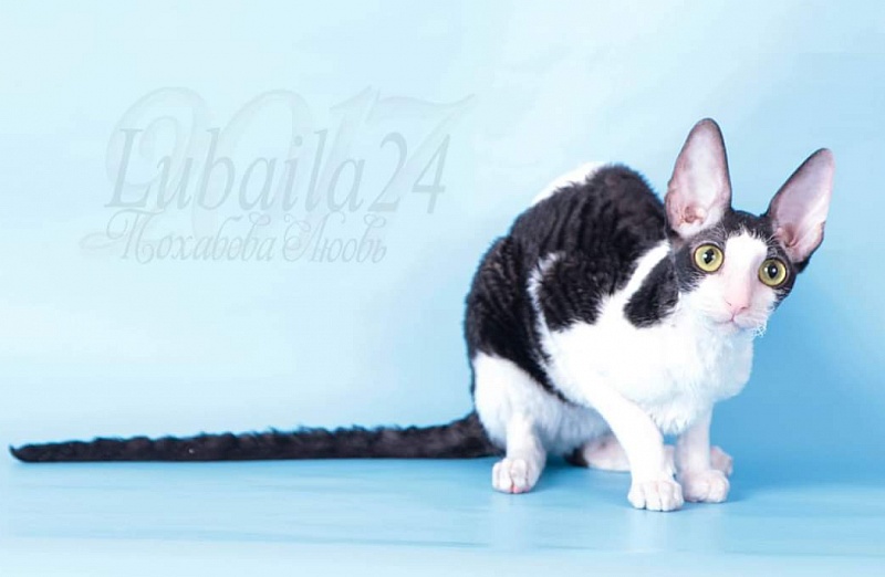 Miv-Sher Grace Glamour - корниш-рекс