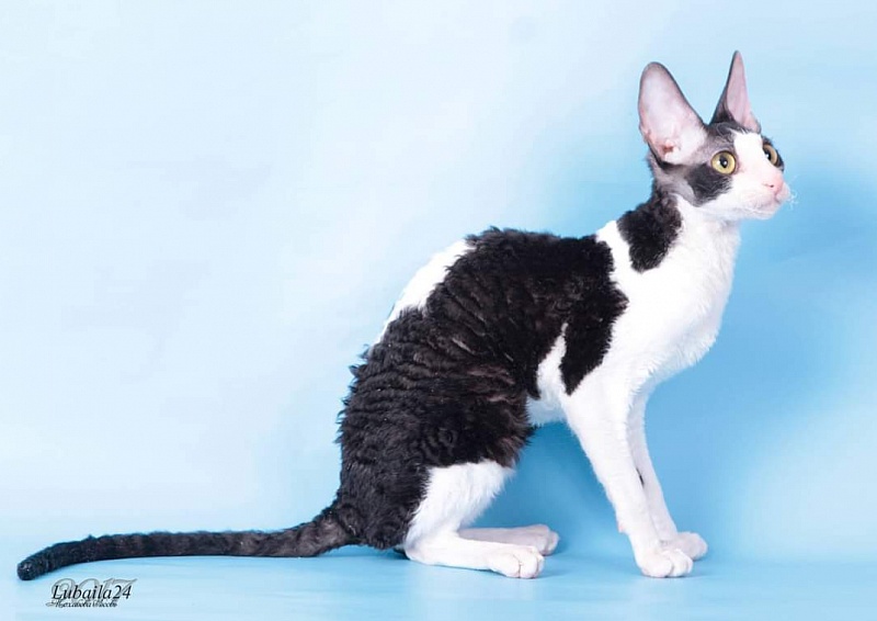 Miv-Sher Grace Glamour - корниш-рекс