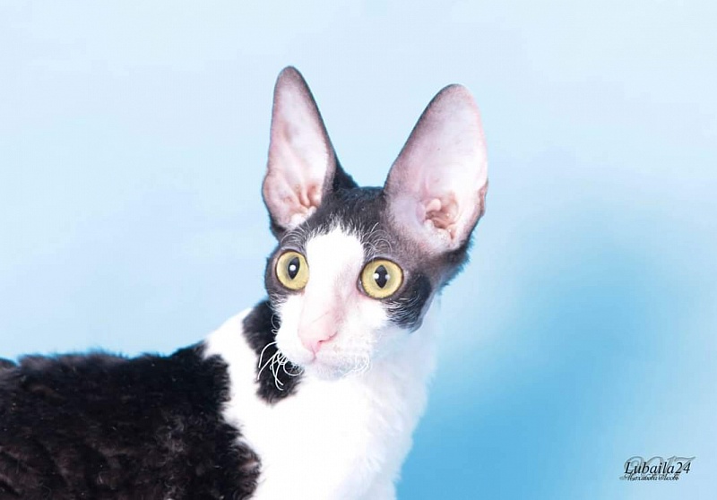 Miv-Sher Grace Glamour - корниш-рекс