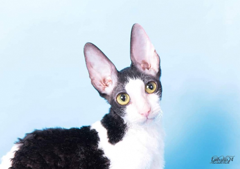 Miv-Sher Grace Glamour - корниш-рекс