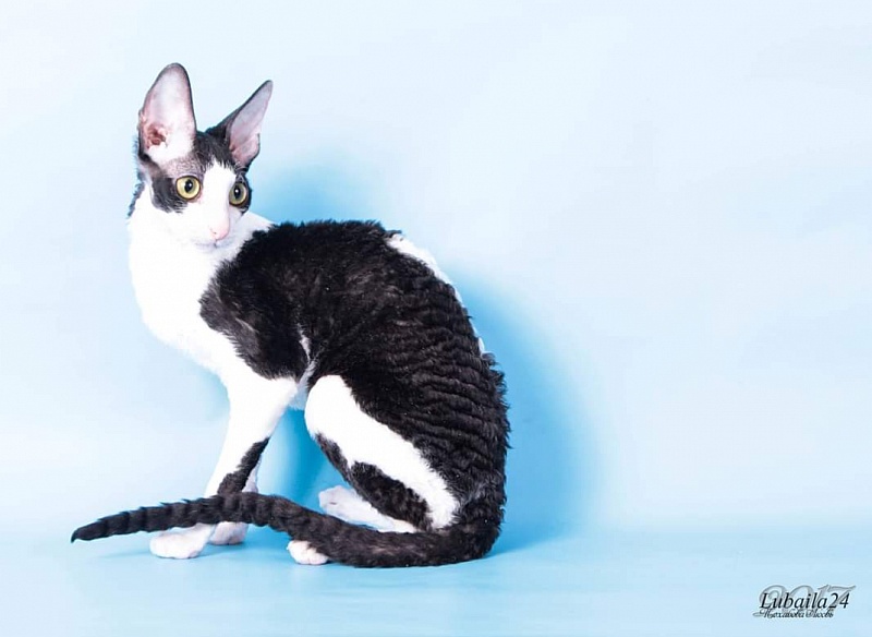 Miv-Sher Grace Glamour - корниш-рекс