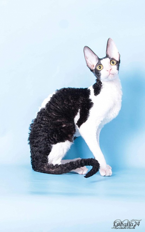 Miv-Sher Grace Glamour - корниш-рекс