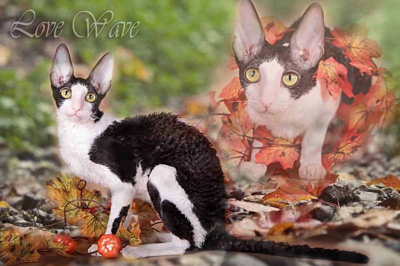 Miv-Sher Grace Glamour - корниш-рекс