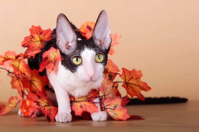 Miv-Sher Grace Glamour - корниш-рекс