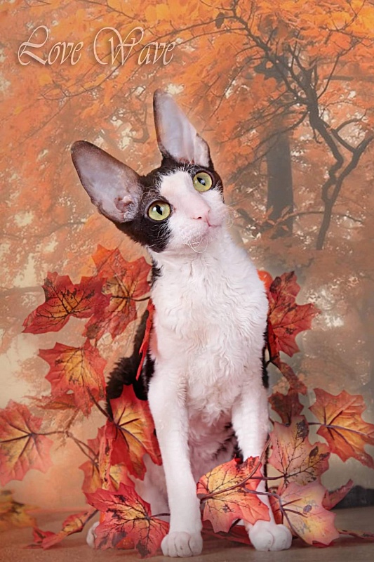 Miv-Sher Grace Glamour - корниш-рекс