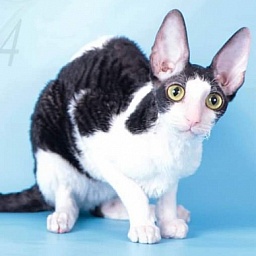 Miv-Sher Grace Glamour