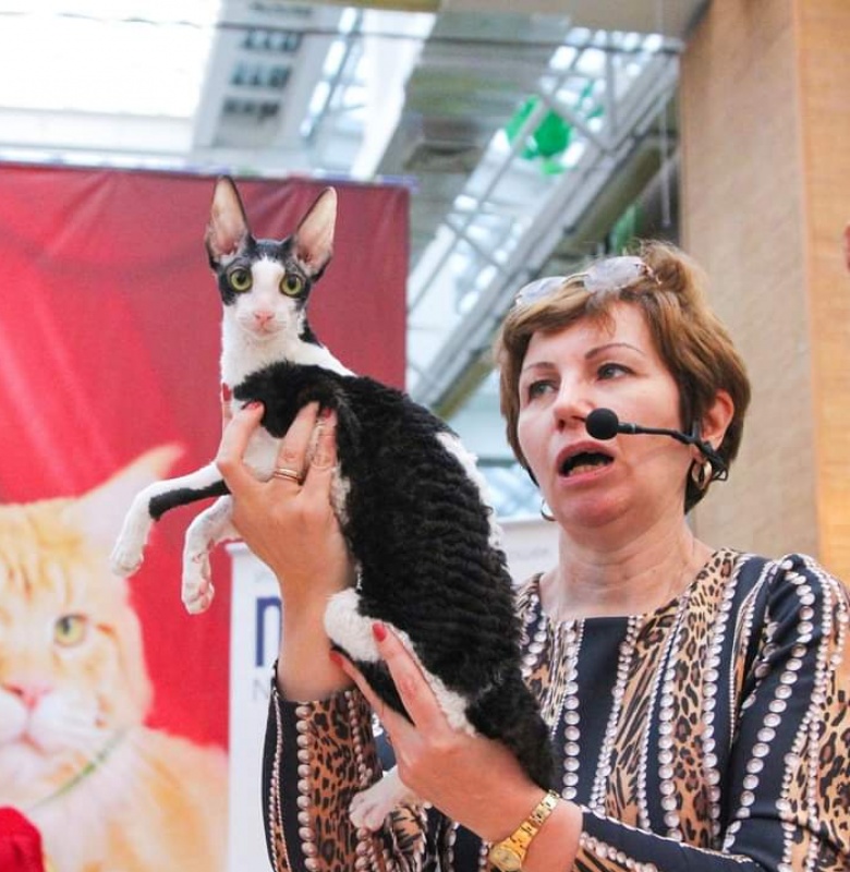 Miv-Sher Grace Glamour - корниш-рекс