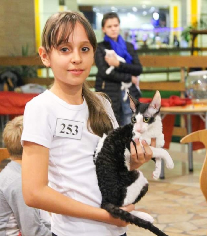 Miv-Sher Grace Glamour - корниш-рекс