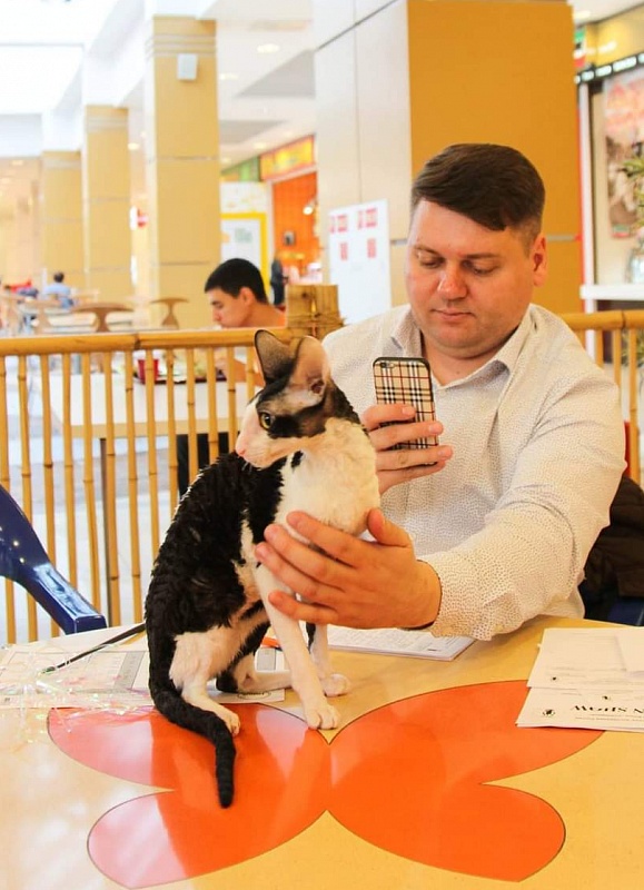 Miv-Sher Grace Glamour - корниш-рекс