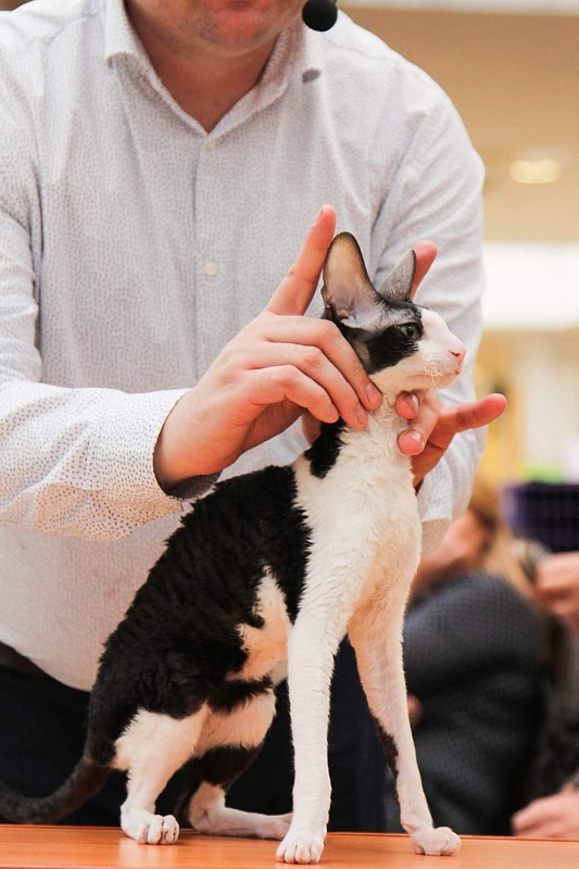 Miv-Sher Grace Glamour - корниш-рекс