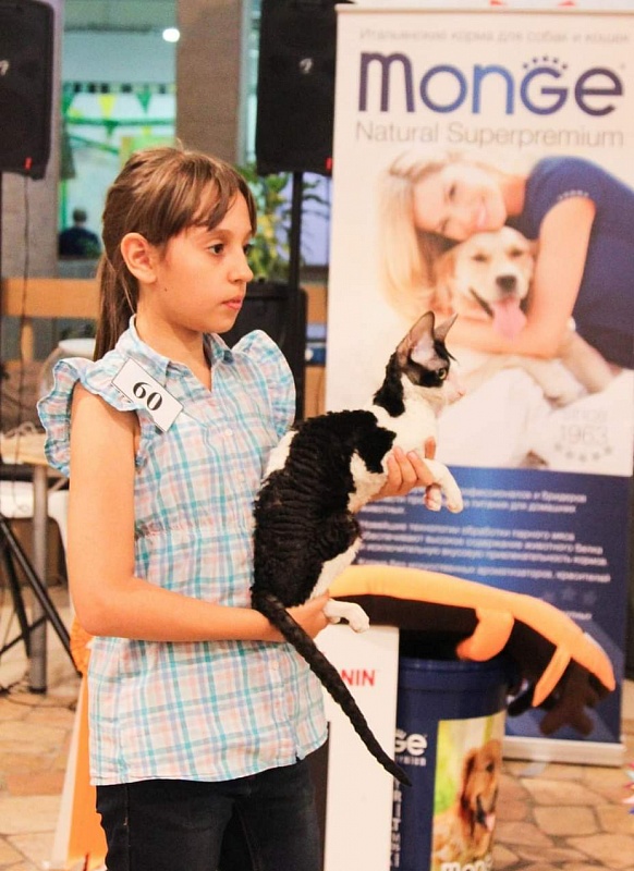 Miv-Sher Grace Glamour - корниш-рекс