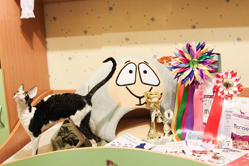 Miv-Sher Grace Glamour - корниш-рекс