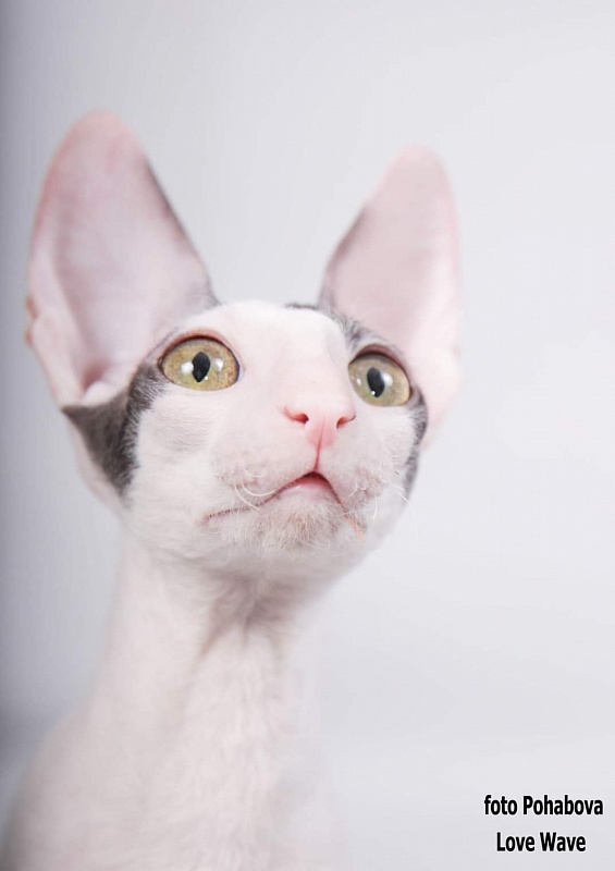 Love Wave Fantasy Angel - cornish rex