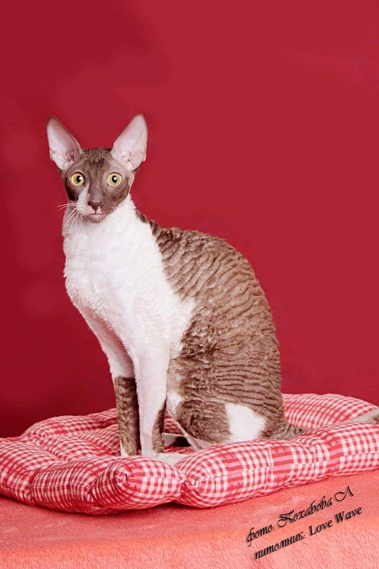 Love Wave Tyoplyi Pocelui Tamerlana - cornish rex