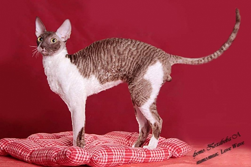 Love Wave Tyoplyi Pocelui Tamerlana - cornish rex