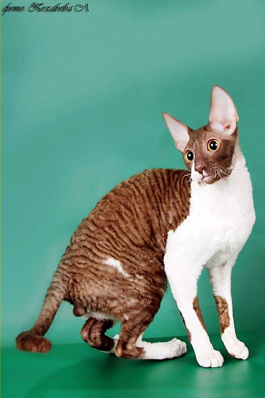 Love Wave Tyoplyi Pocelui Tamerlana - cornish rex