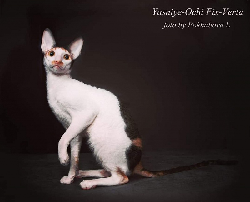 Yasniye-Ochi Fix-Verta - cornish rex