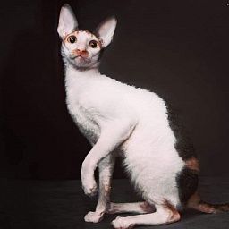 Yasniye-Ochi Fix-Verta