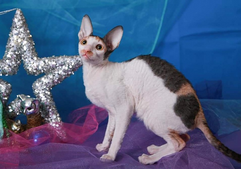 Yasniye-Ochi Fix-Verta - cornish rex