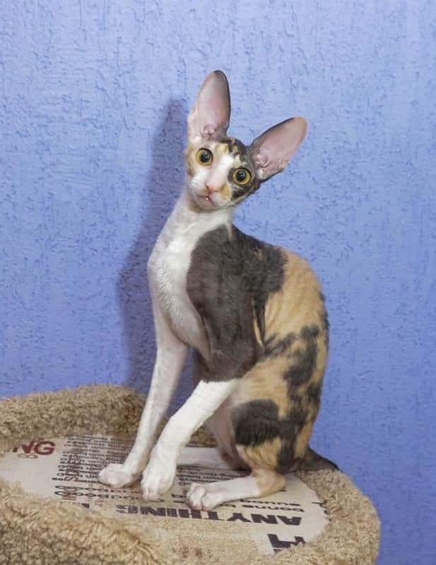 Love Wave L'Amour Touiours - cornish rex