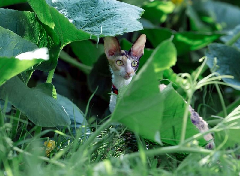 Love Wave L'Amour Touiours - cornish rex