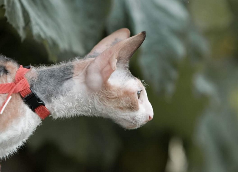 Love Wave L'Amour Touiours - cornish rex