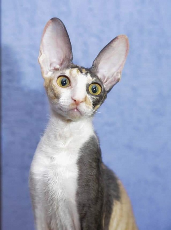 Love Wave L'Amour Touiours - cornish rex