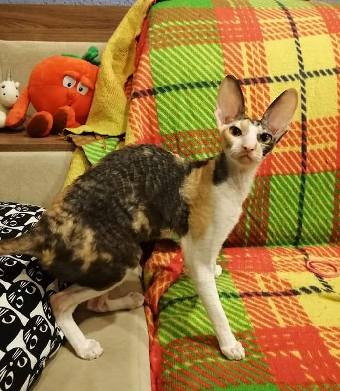 Love Wave L'Amour Touiours - cornish rex