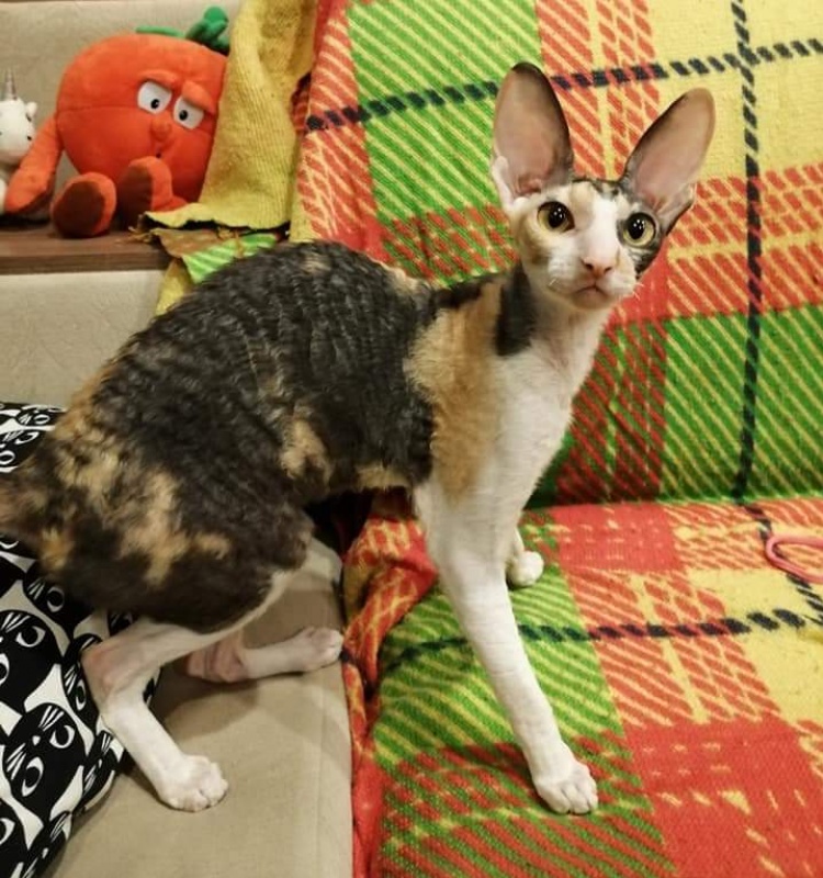 Love Wave L'Amour Touiours - cornish rex