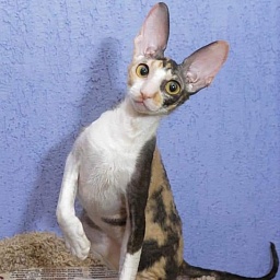 Love Wave L'Amour Touiours