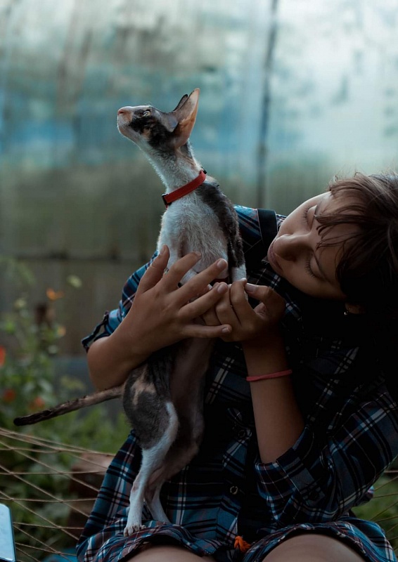 Love Wave L'Amour Touiours - cornish rex