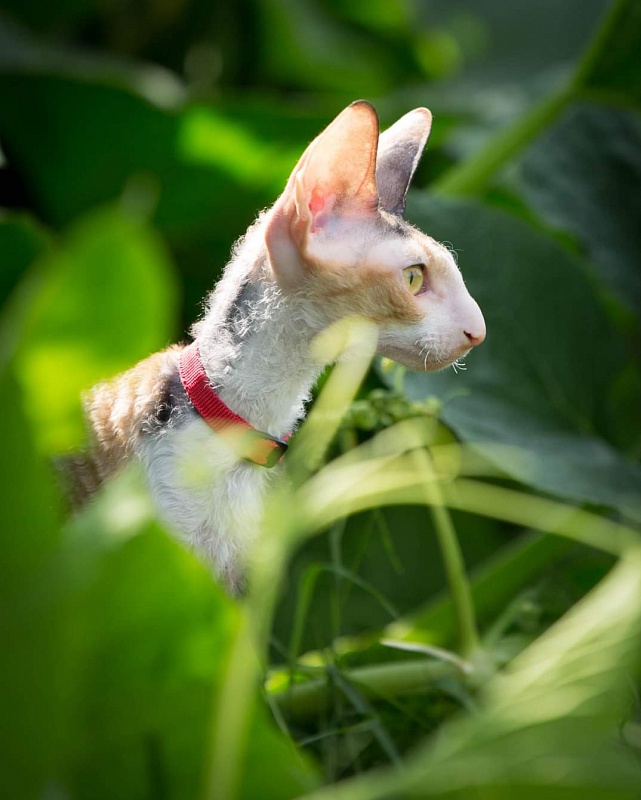 Love Wave L'Amour Touiours - cornish rex