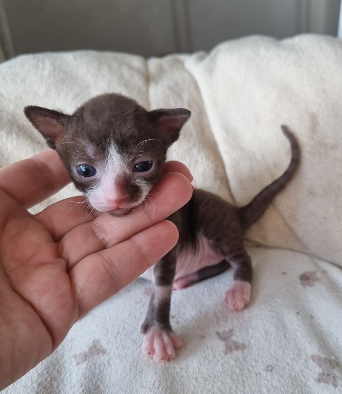 Yagodka Elemani Dream - Kitten cornish rex 2 weeks