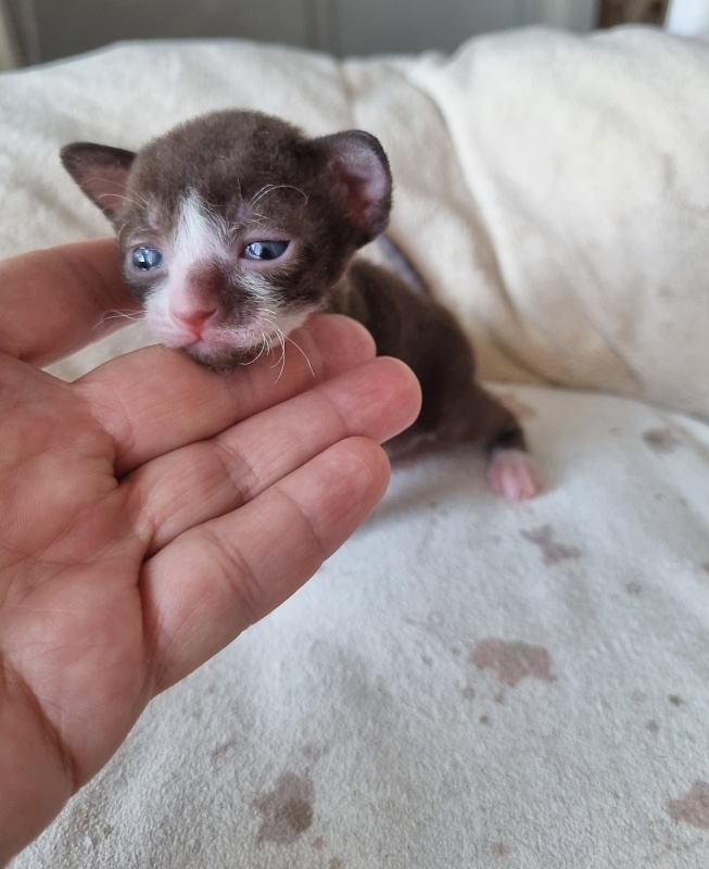 Yagodka Elemani Dream - Kitten cornish rex 2 weeks